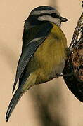 Eurasian Blue Tit