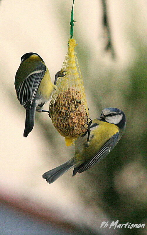 Eurasian Blue Tit, identification, feeding habits