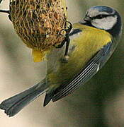 Mésange bleue