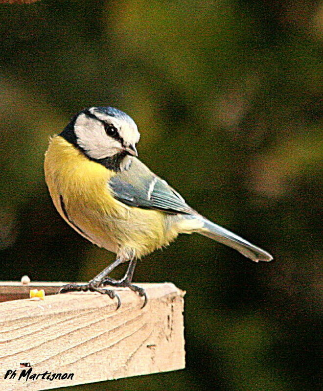 Mésange bleue, identification