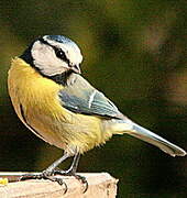 Mésange bleue