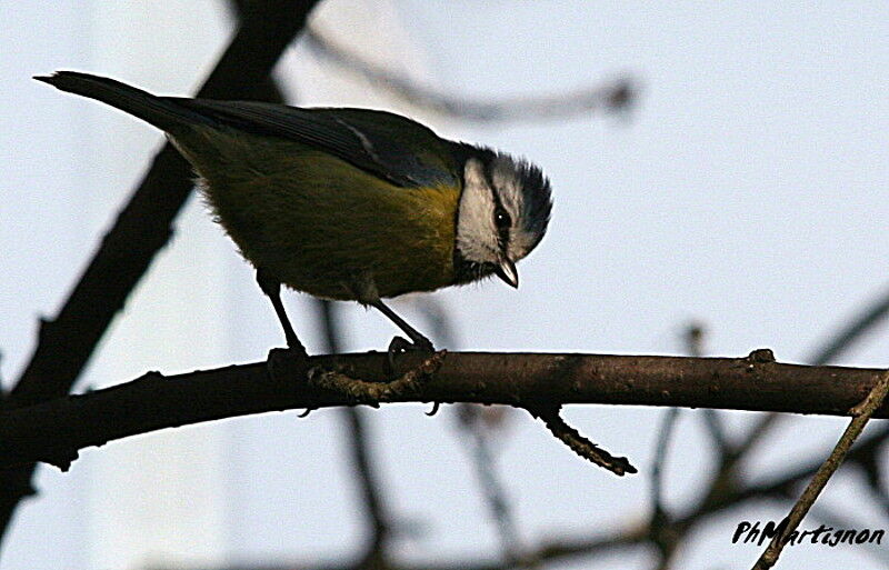 Mésange bleue, identification