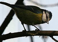 Mésange bleue