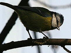 Eurasian Blue Tit