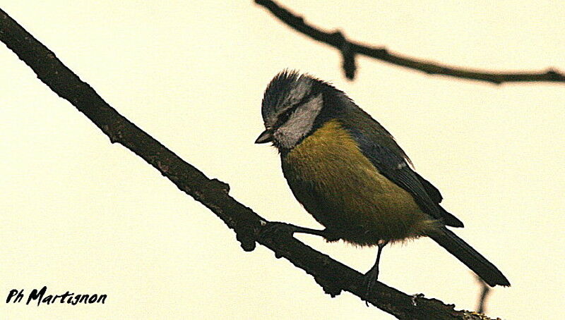 Mésange bleue, identification