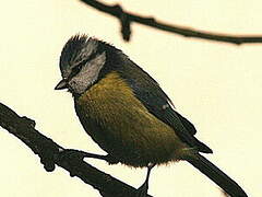 Eurasian Blue Tit