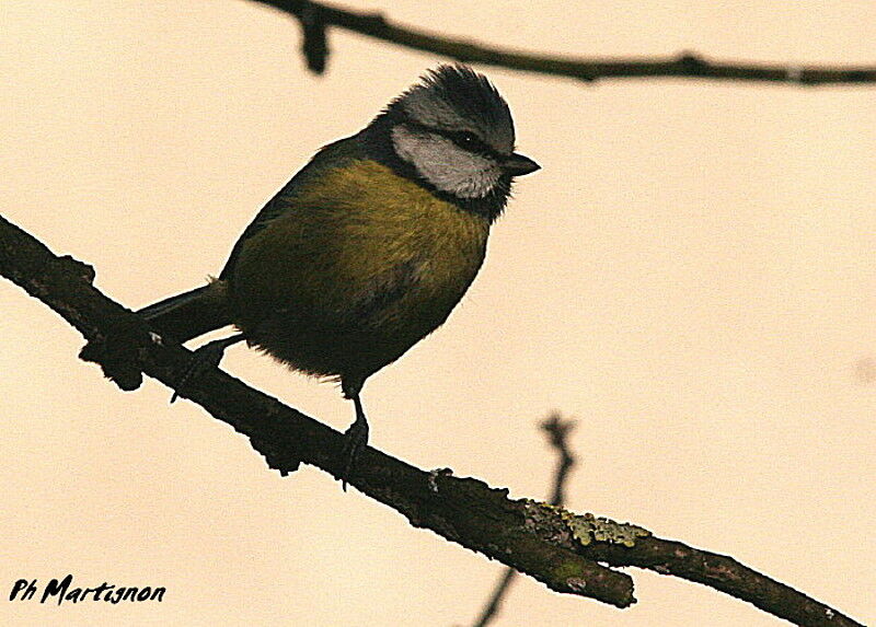 Mésange bleue, identification