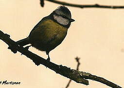 Eurasian Blue Tit