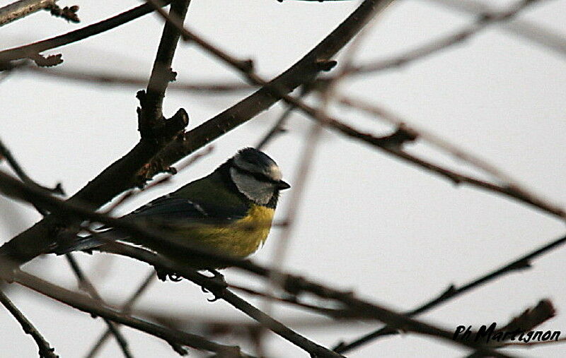 Mésange bleue