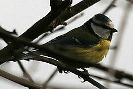 Eurasian Blue Tit