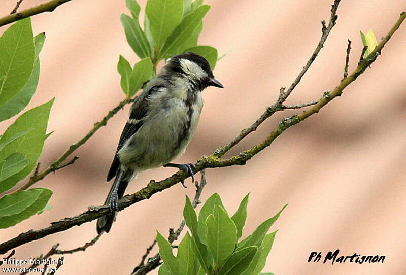 Mésange charbonnière1ère année, mue