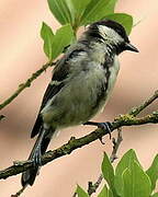 Great Tit