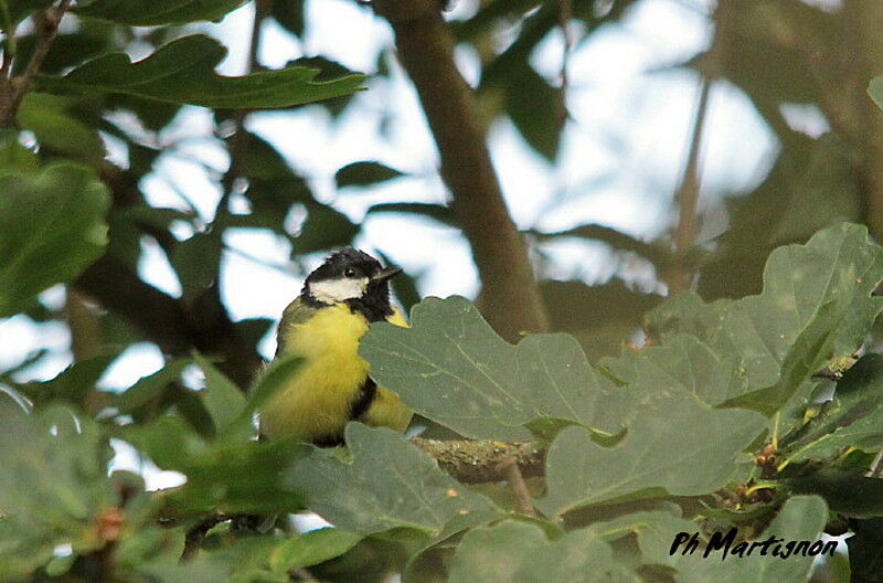 Great Tit