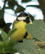 Great Tit