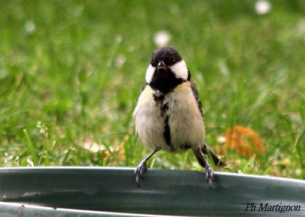 Mésange charbonnière