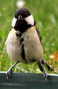 Great Tit