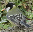 Mésange charbonnière