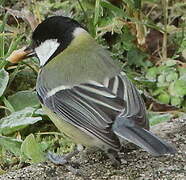 Great Tit