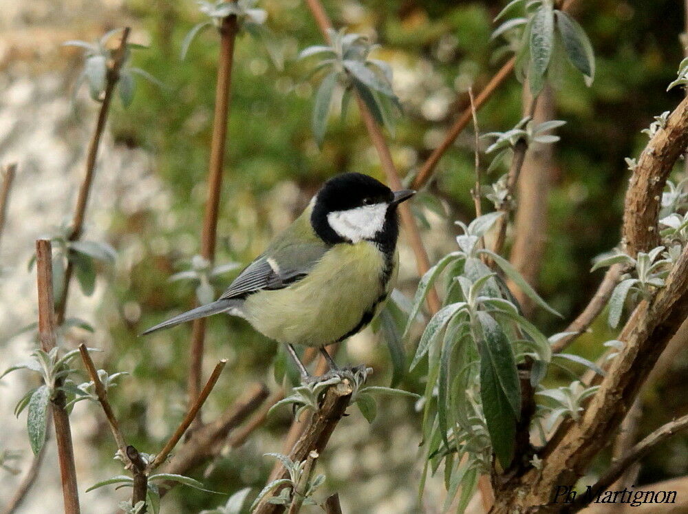 Mésange charbonnière, identification