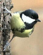 Mésange charbonnière