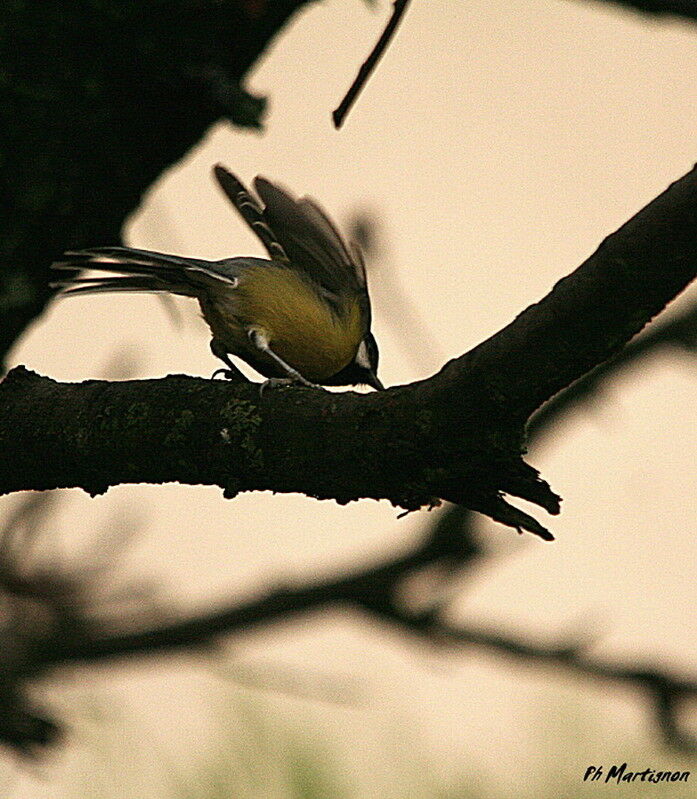 Mésange charbonnière, identification