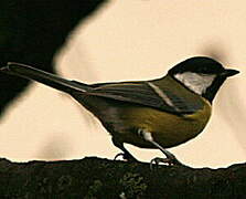 Mésange charbonnière