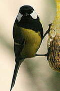 Great Tit