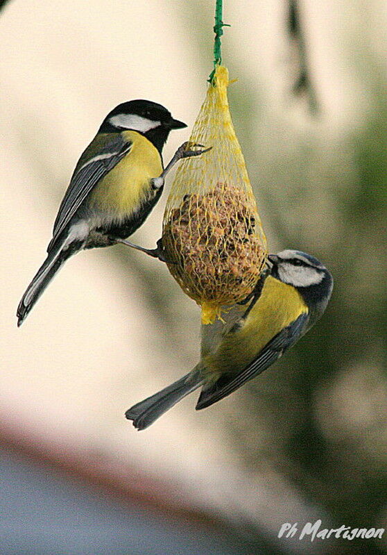 Mésange charbonnière, identification, régime