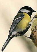 Great Tit