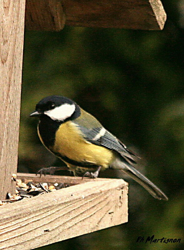 Mésange charbonnière, identification