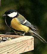 Great Tit