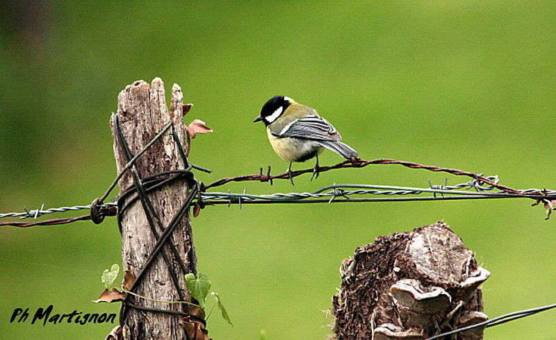 Mésange charbonnière