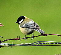 Great Tit