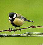 Mésange charbonnière