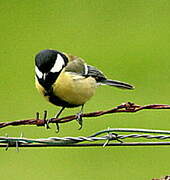 Great Tit