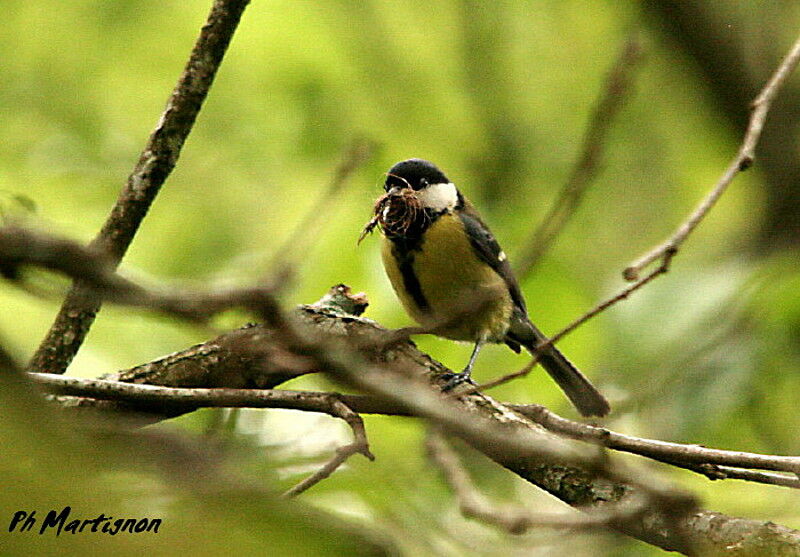 Great Tit