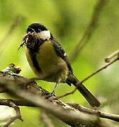 Mésange charbonnière