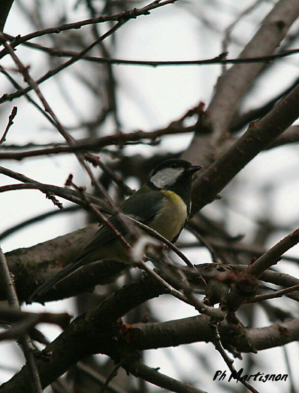 Great Tit