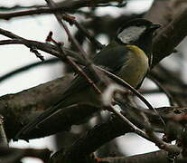 Great Tit