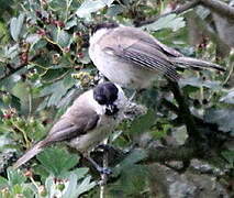 Coal Tit