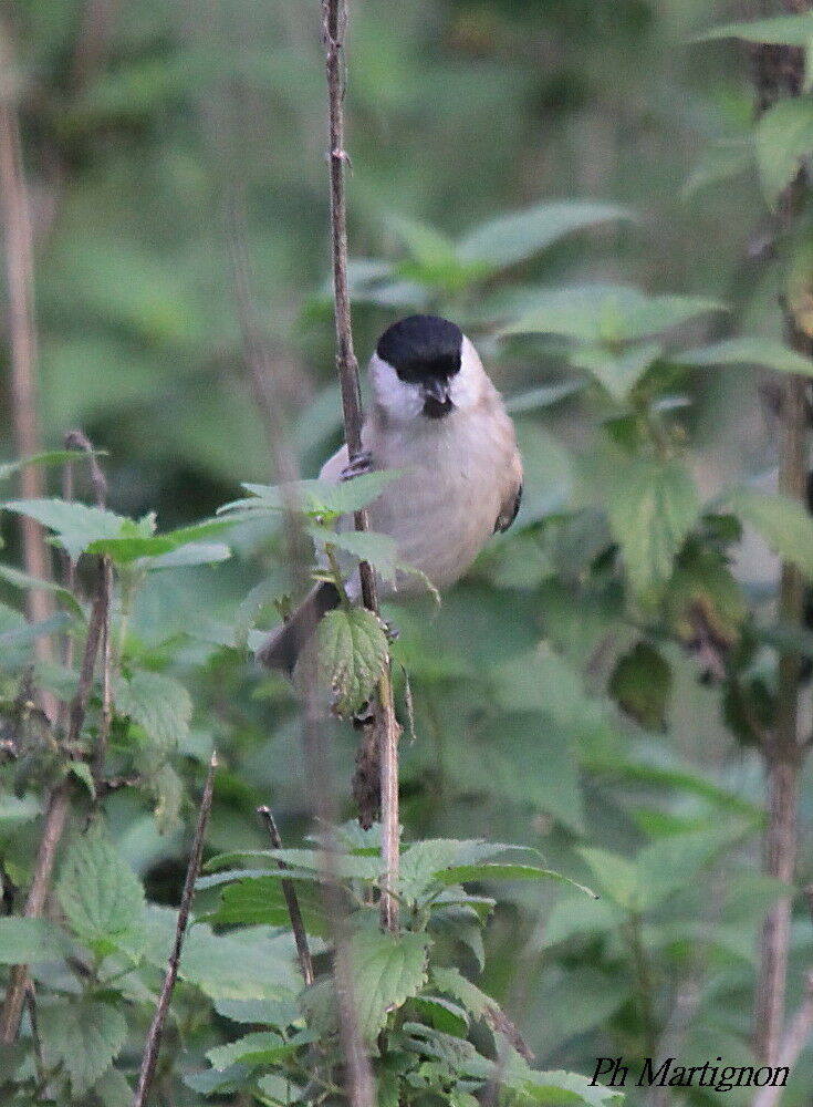 Mésange nonnette