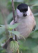 Marsh Tit