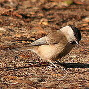 Mésange nonnette