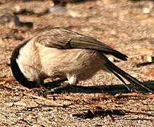 Marsh Tit