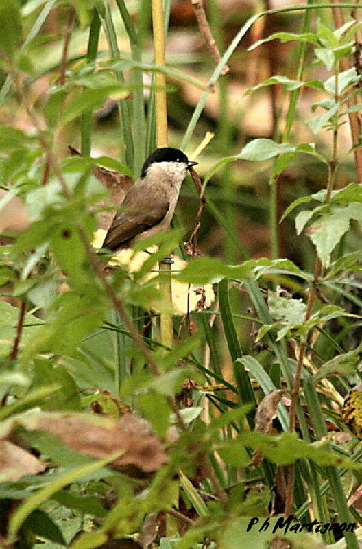 Mésange nonnette