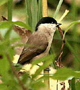 Marsh Tit