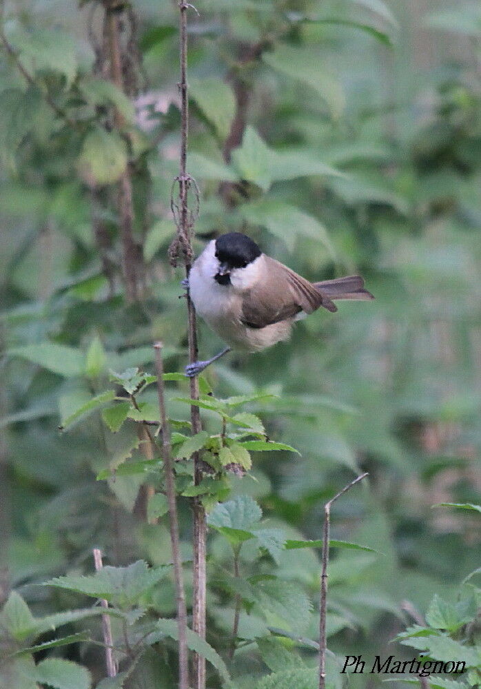 Mésange nonnette