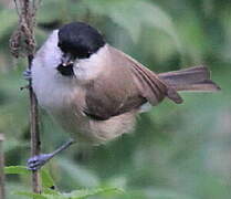 Marsh Tit