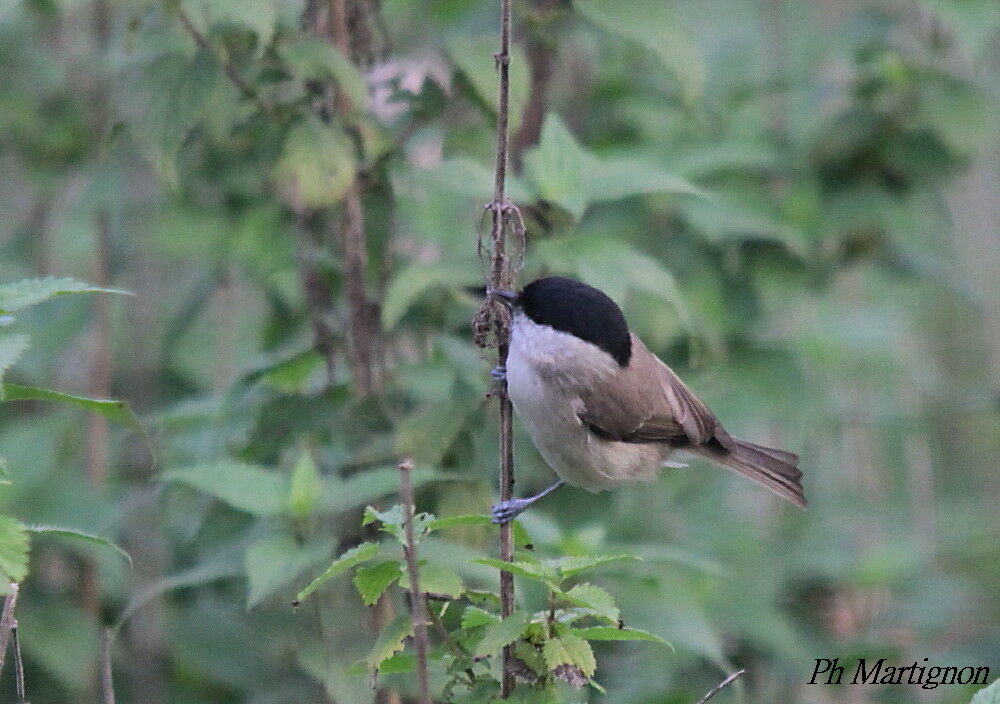 Marsh Tit