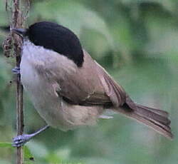 Mésange nonnette